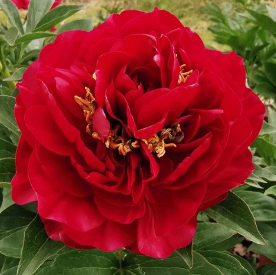 Old Faithful IMG_20250524_124554 upr_result